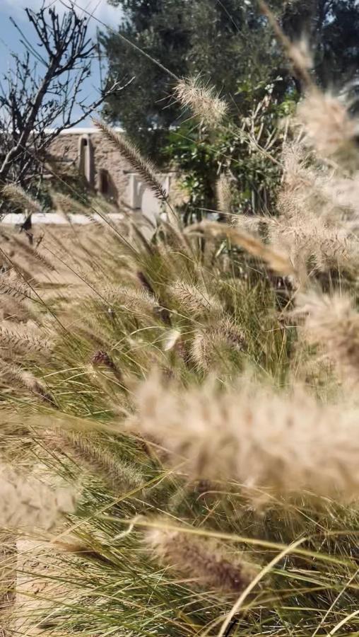 エッサウィラ Out Of Medina Bed & Breakfast エクステリア 写真